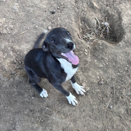 Ponta at Wright-Way Rescue