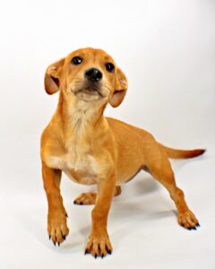 Gamora at Wright-Way Rescue
