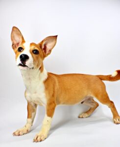 Rocket at Wright-Way Rescue