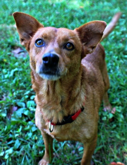 Marley at Wright-Way Rescue