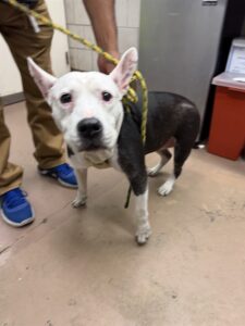 Queenie, adoptable American Pit Bull Terrier at Chicago Animal Care and Control