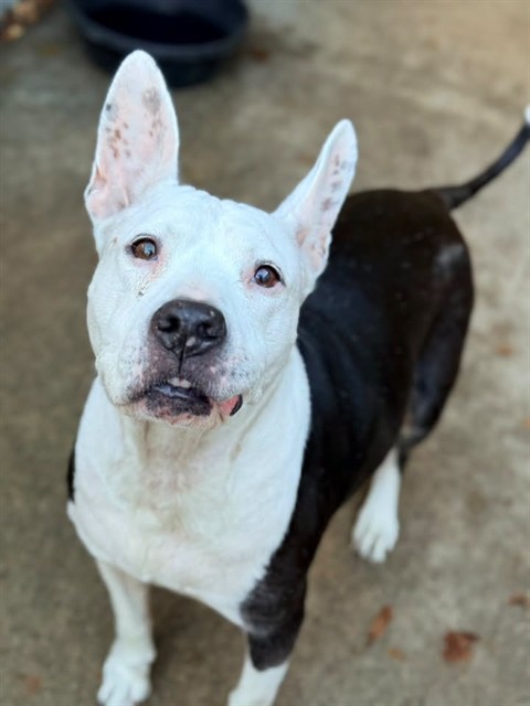 Queenie, adoptable American Pit Bull Terrier at Chicago Animal Care and Control