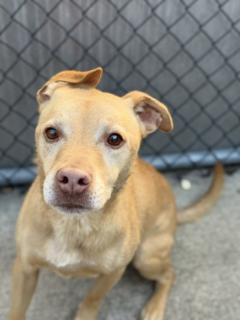 Chance at Chicago Animal Care and Control