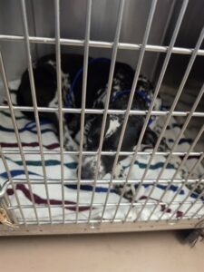 Pancha, adoptable Dalmatian at Chicago Animal Care and Control