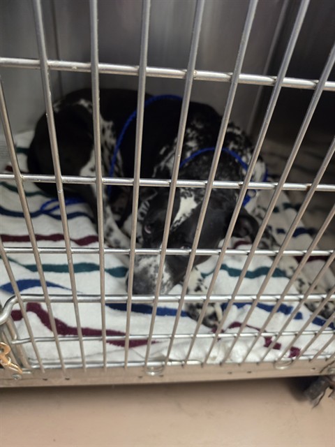 Pancha at Chicago Animal Care and Control