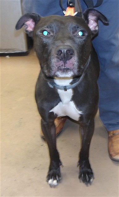 Kennedy at Chicago Animal Care and Control