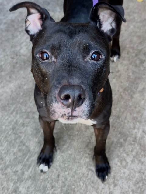 Kentucky, adoptable American Pit Bull Terrier at Chicago Animal Care and Control
