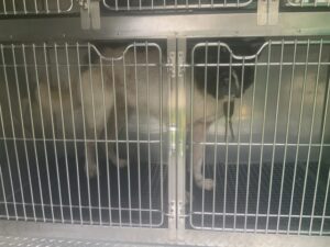 Son, adoptable dog at Chicago Animal Care and Control