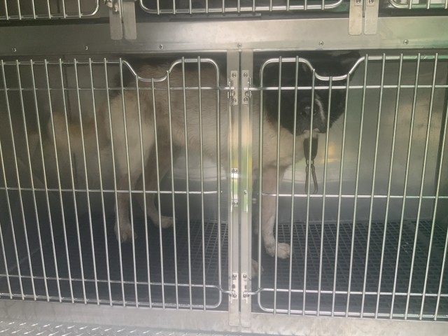 Son at Chicago Animal Care and Control
