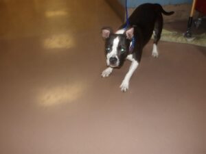 Opera, adoptable American Pit Bull Terrier at Chicago Animal Care and Control