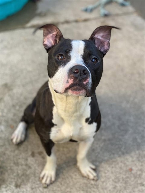 Opera, adoptable American Pit Bull Terrier at Chicago Animal Care and Control