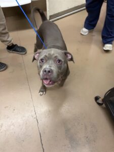 Smoke, adoptable American Pit Bull Terrier at Chicago Animal Care and Control