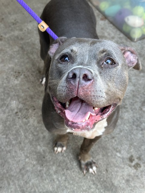 Smoke, adoptable American Pit Bull Terrier at Chicago Animal Care and Control