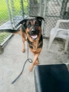 Lockett, adoptable German Shepherd Dog / Rottweiler at Chicago Animal Care and Control