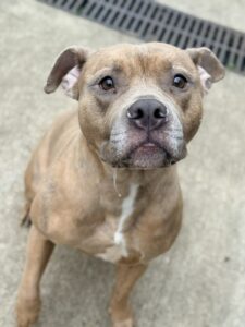 Hazel, adoptable American Pit Bull Terrier at Chicago Animal Care and Control