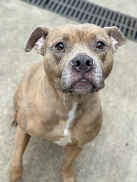 Hazel at Chicago Animal Care and Control