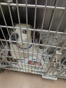 Hercules, adoptable American Pit Bull Terrier at Chicago Animal Care and Control