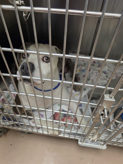 Hercules at Chicago Animal Care and Control