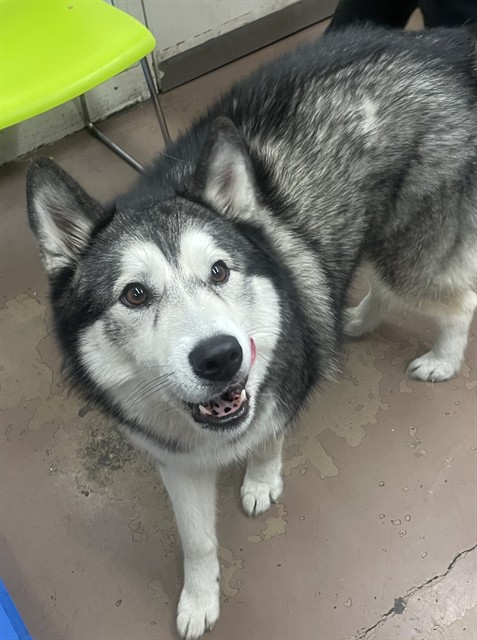 Dutches at Chicago Animal Care and Control