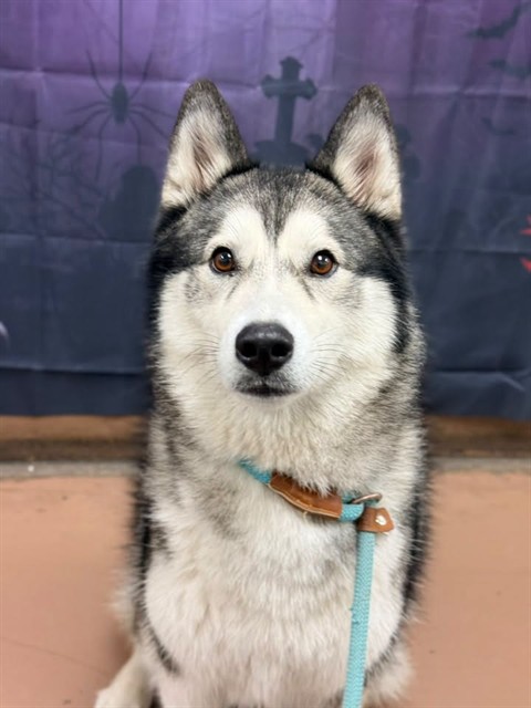 Montana, adoptable Siberian Husky at Chicago Animal Care and Control