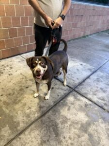 Benny, adoptable Siberian Husky at Chicago Animal Care and Control