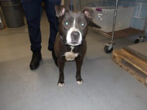 Money, adoptable American Pit Bull Terrier at Chicago Animal Care and Control