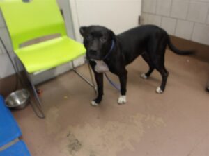 Bella, adoptable American Pit Bull Terrier at Chicago Animal Care and Control