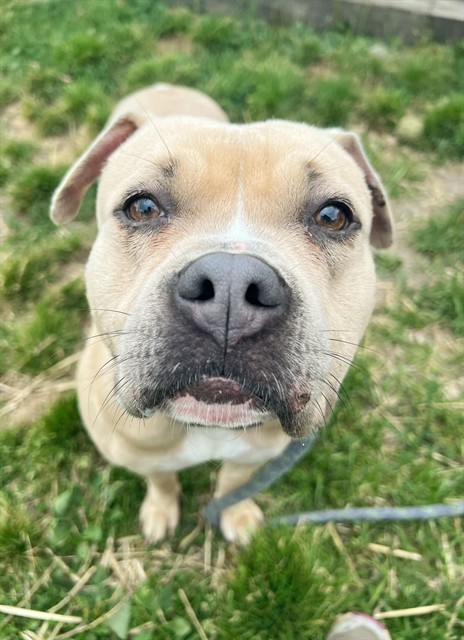 Juliette available through Chicago Animal Care and Control