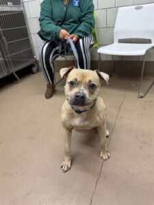 Mama, adoptable American Pit Bull Terrier at Chicago Animal Care and Control
