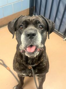 Shadow, adoptable Cane Corso at Chicago Animal Care and Control