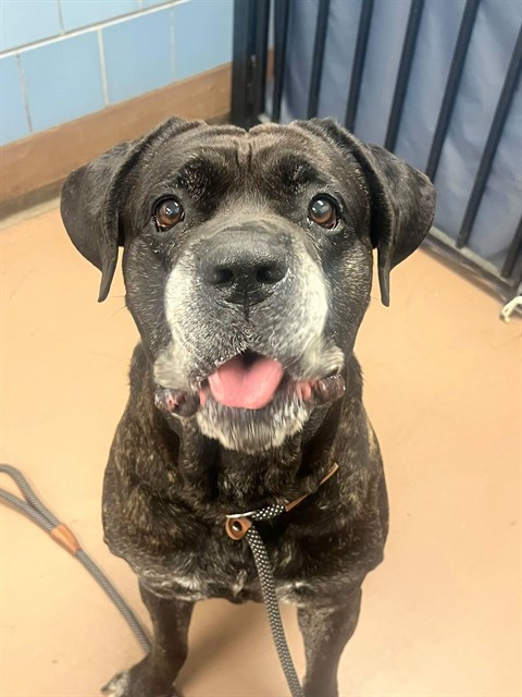 Shadow, adoptable Cane Corso at Chicago Animal Care and Control