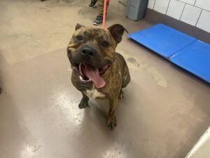 Rocky, adoptable American Pit Bull Terrier at Chicago Animal Care and Control
