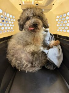 Kobe, adoptable Yorkshire Terrier at Chicago Animal Care and Control
