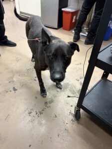 Thor, adoptable German Shepherd Dog at Chicago Animal Care and Control