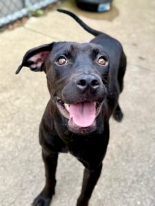 Deli, adoptable Labrador Retriever at Chicago Animal Care and Control