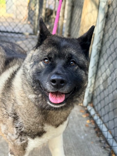 Tiki, adoptable dog at Chicago Animal Care and Control