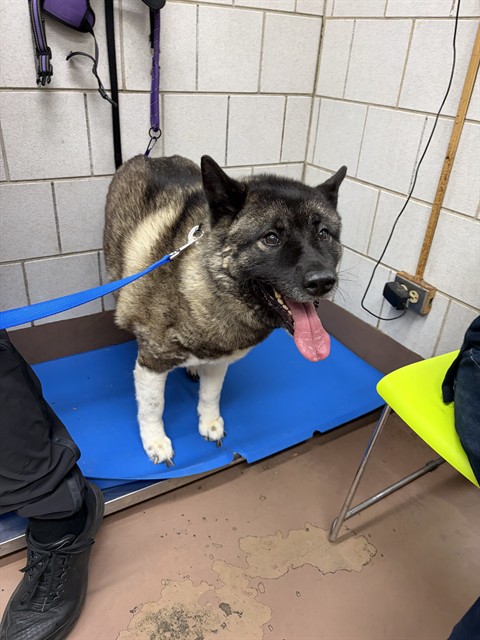 Gengar at Chicago Animal Care and Control