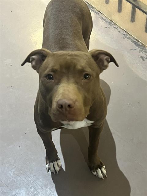Fannie at Chicago Animal Care and Control