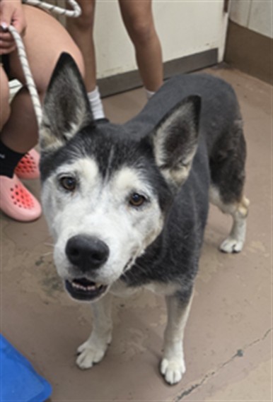 Scrappy at Chicago Animal Care and Control