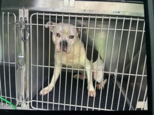 Snoop, adoptable American Bulldog / Bulldog at Chicago Animal Care and Control