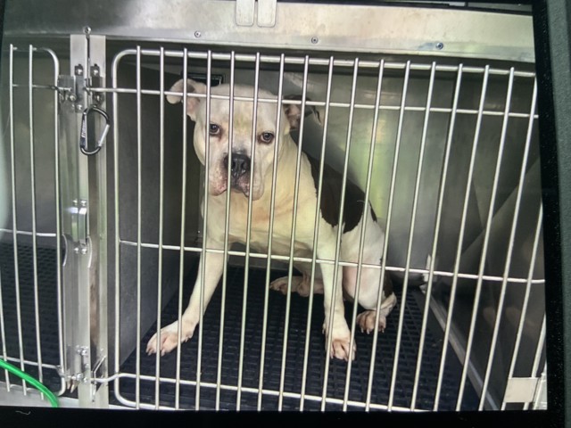 Snoop at Chicago Animal Care and Control