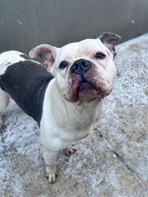 Snoop available through Chicago Animal Care and Control