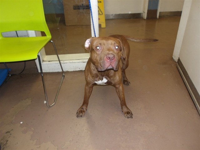 Saint at Chicago Animal Care and Control