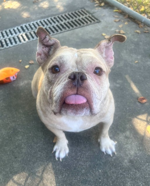 China, adoptable Bulldog at Chicago Animal Care and Control