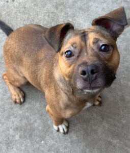 Kerri, adoptable American Pit Bull Terrier / Beagle / Bull Terrier at Chicago Animal Care and Control