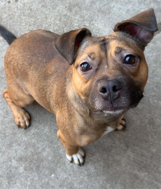 Kerri at Chicago Animal Care and Control
