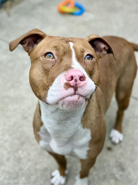 Orange Blossom at Chicago Animal Care and Control