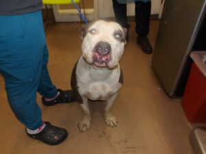 Zeus, adoptable American Pit Bull Terrier at Chicago Animal Care and Control