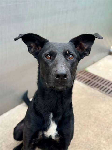Zucchini Bread, adoptable German Shepherd Dog at Chicago Animal Care and Control