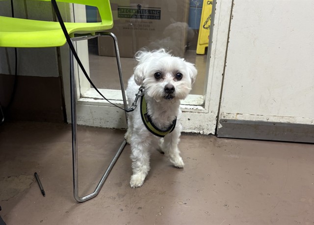 Biscuit at Chicago Animal Care and Control